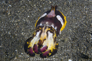 flamboyant cuttlefish in Lembeh,nikon d2x 60mm macro by Puddu Massimo 